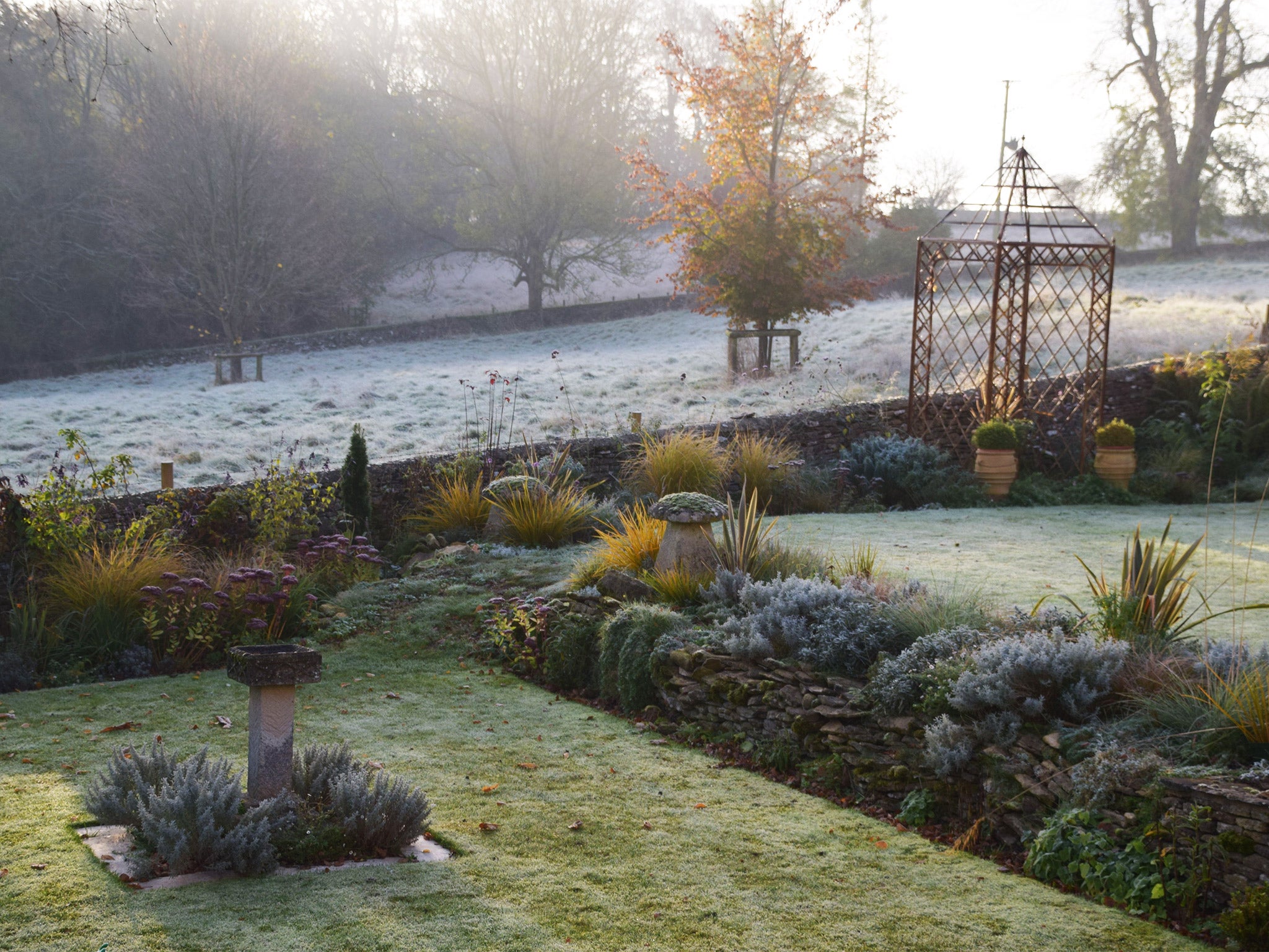 Cold snap: The author's garden in winter