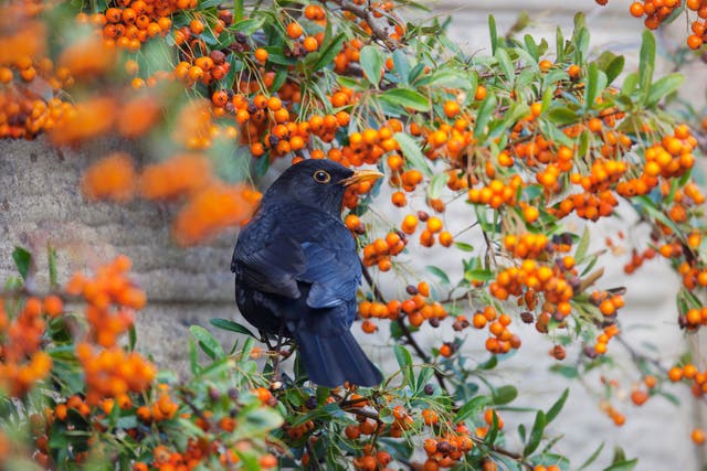 A blackbird gets to grips with a pyracantha bush