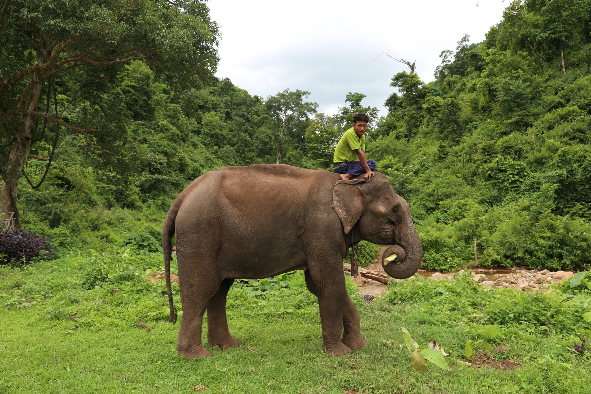 Green Hill Valley is a sanctuary for elephants formally used in the logging industry