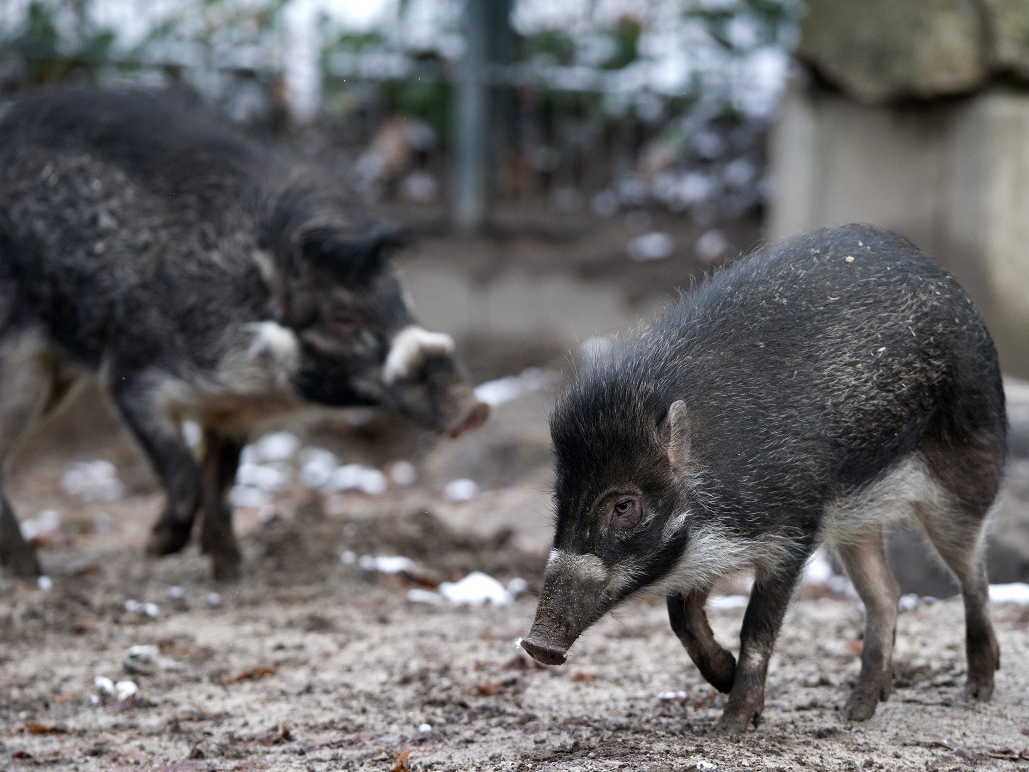 Revelations reveal that an entire litter of critically endangered Visayan warty pigs were eaten by their father the day they were born at Bristol Zoo. The mother, ‘Manilla’, had to be euthanised after being attacked by the male warty pig ‘Elvis’