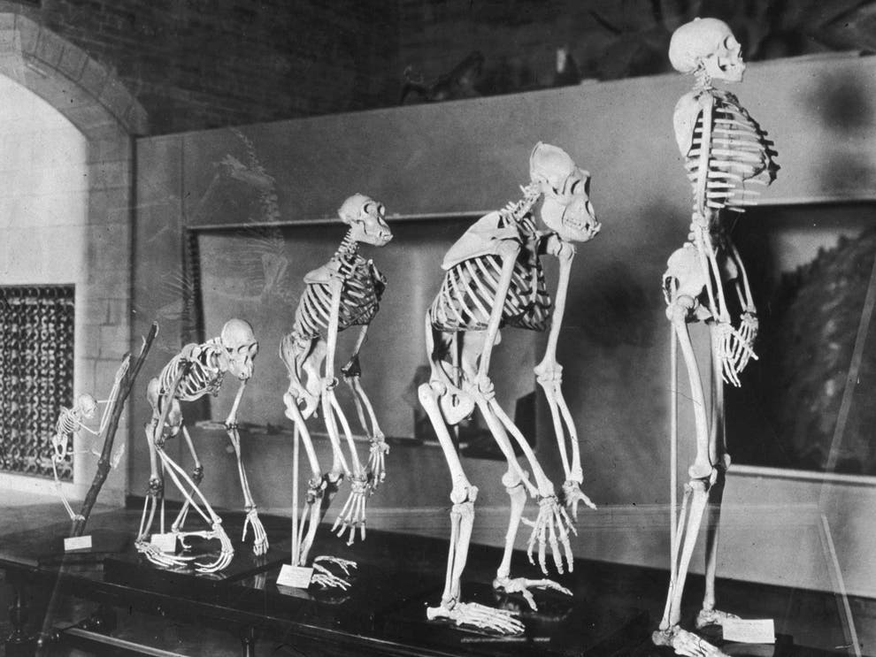 Are Human Still Evolving : Humans are still evolving—and we can watch ...