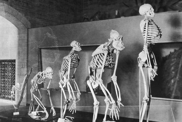 The idea that humans evolved from a knuckle-dragging ape may not be true