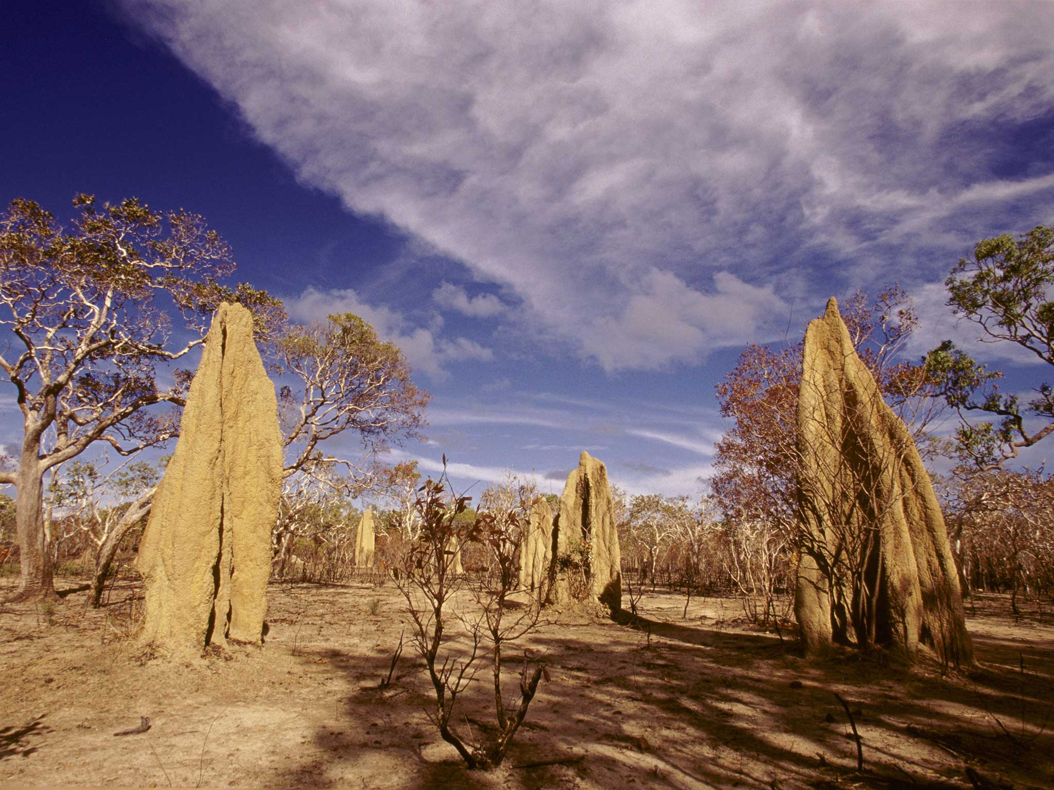 Termite nests in Queensland, Australia. They allow rainwater to penetrate the soil in dry grasslands