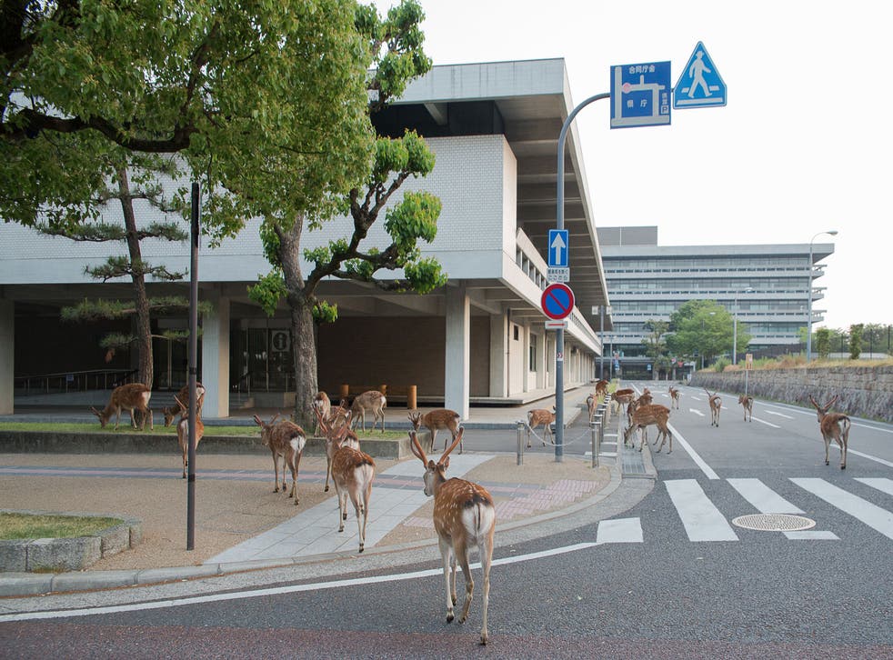 Deer are allowed to roam free around the city of Nara, thanks to a divine myth that means they are considered sacred