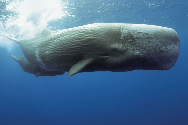 <p>A sperm whale with her calf</p>
