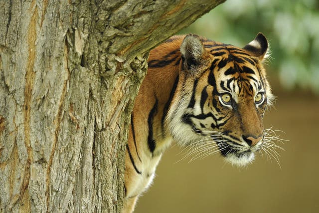 Last refuge: about a third of the world's tigers – there are less than 4,000 left – now live in protected sites
