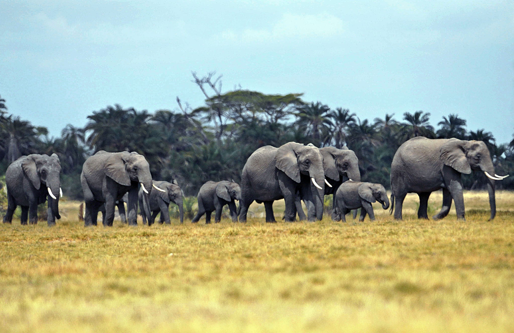 A herd of elephants in Kenya's Amboseli National Park