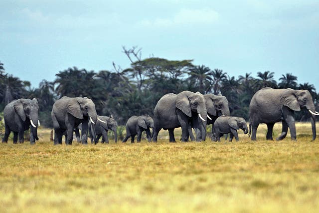 A herd of elephants in Kenya's Amboseli National Park
