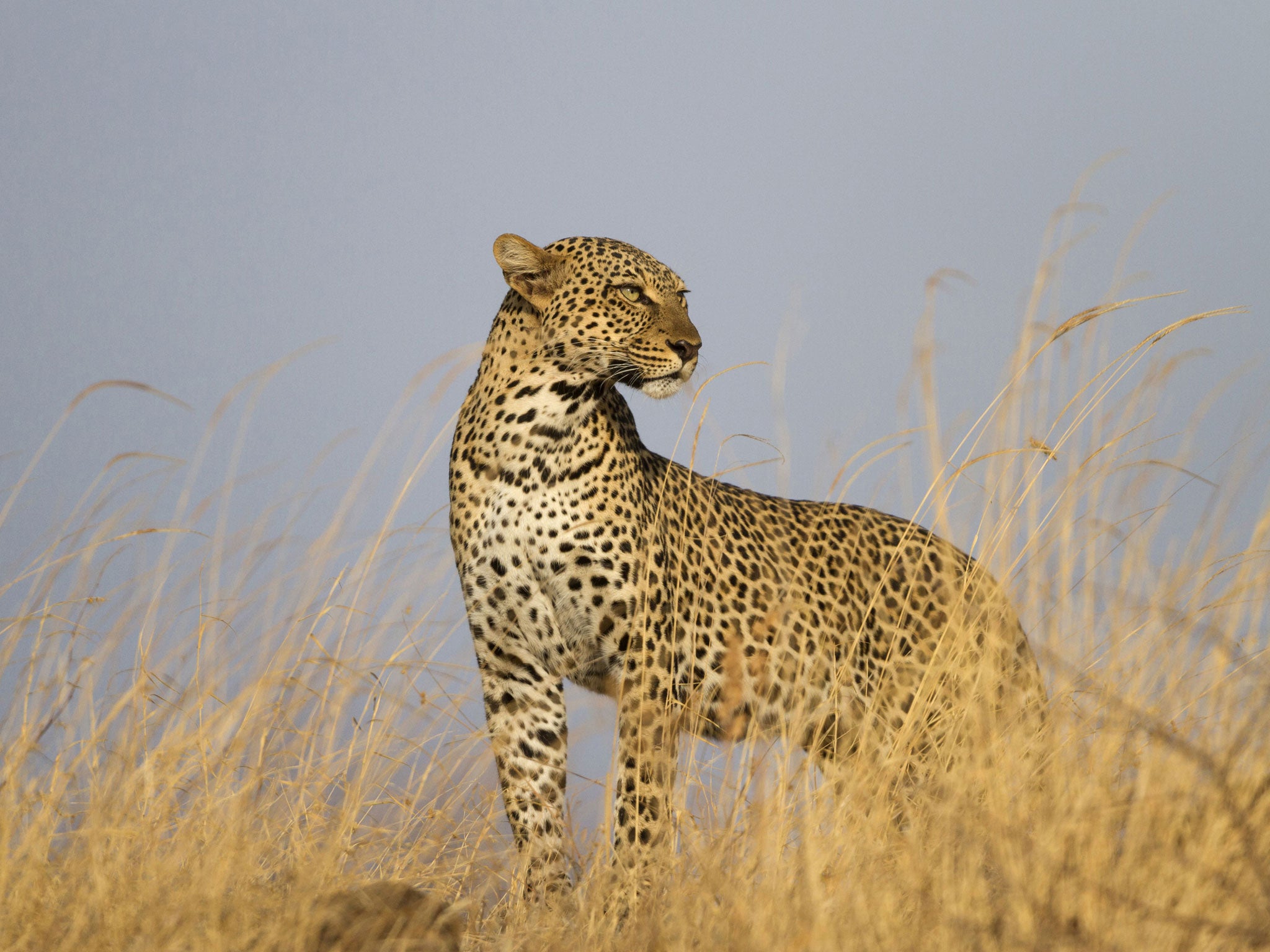 A leopard pictured at the Samburu National Reserve in north Kenya (Rex)