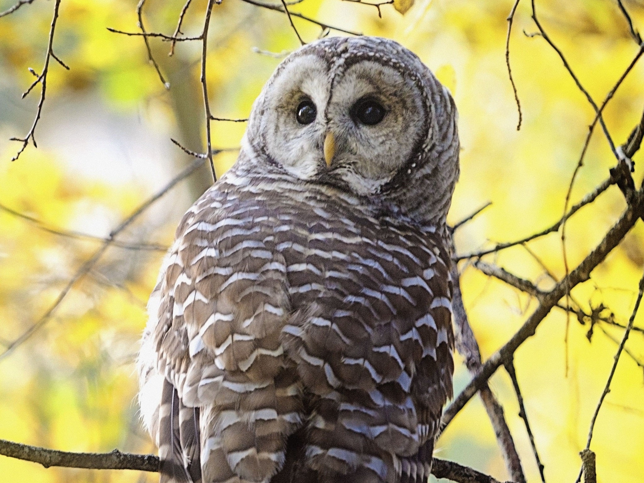 The barred owl is commonly found in North America