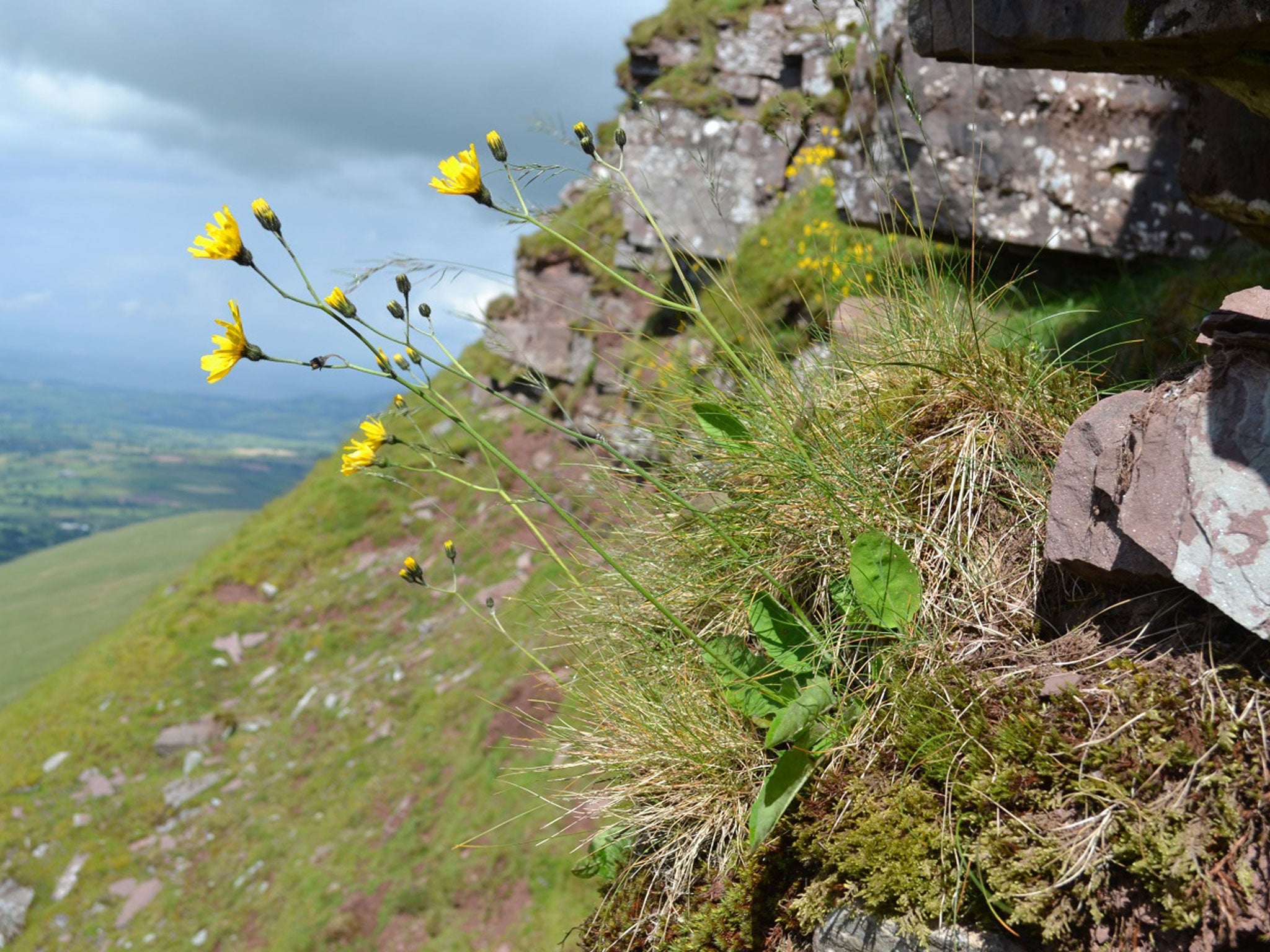 The Attenborough's hawkweed (Hieracium attenboroughianum)