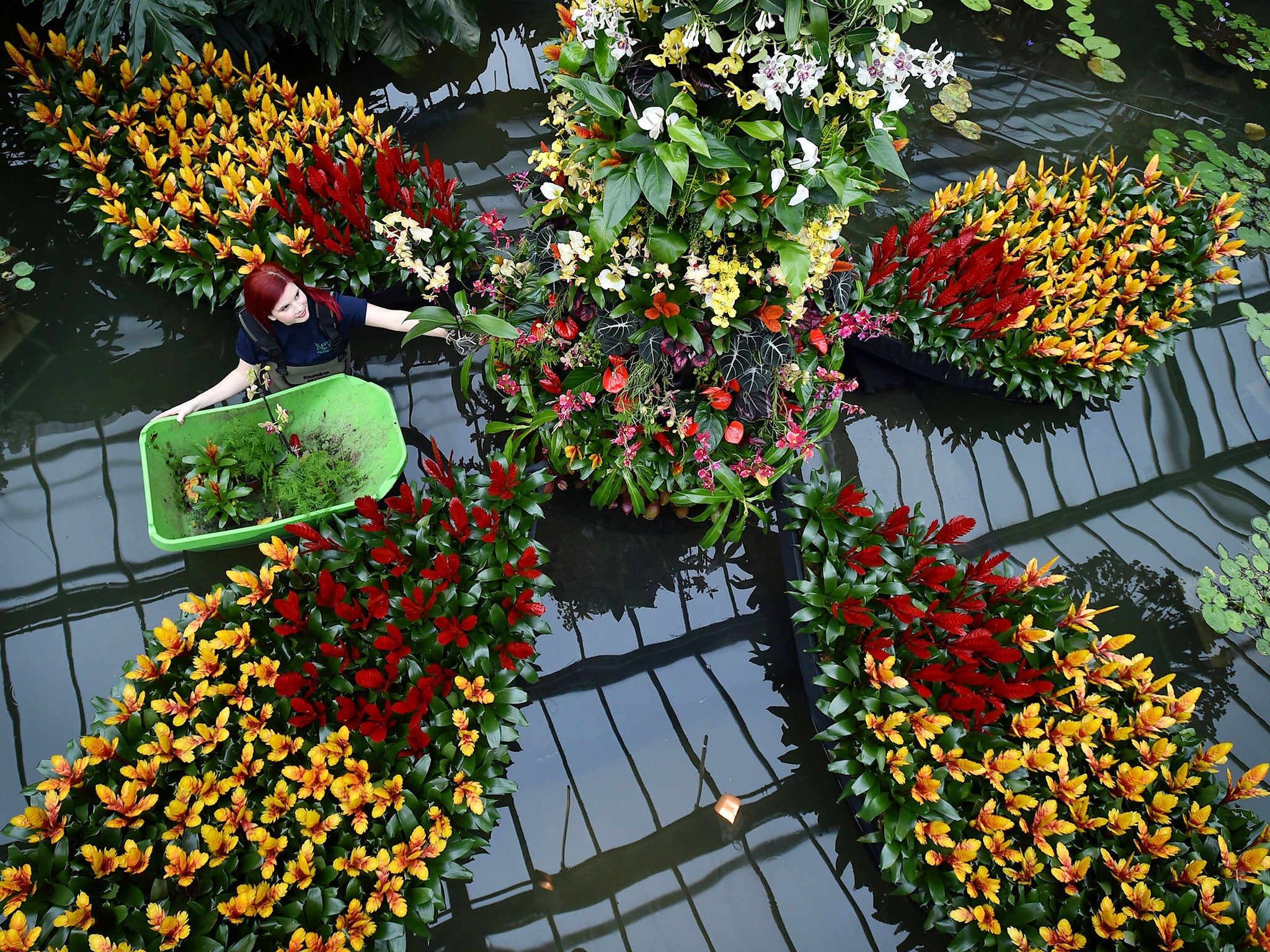 An employee arranges Bromeliaceae ahead of the 2015 'Orchids Festival' at the Royal Botanic Gardens in Kew, west of London