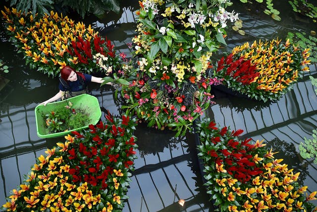 An employee arranges Bromeliaceae ahead of the 2015 'Orchids Festival' at the Royal Botanic Gardens in Kew, west of London 