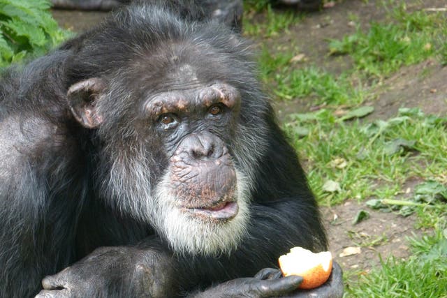 Dutch chimps have started to sound like their Scottish counterparts