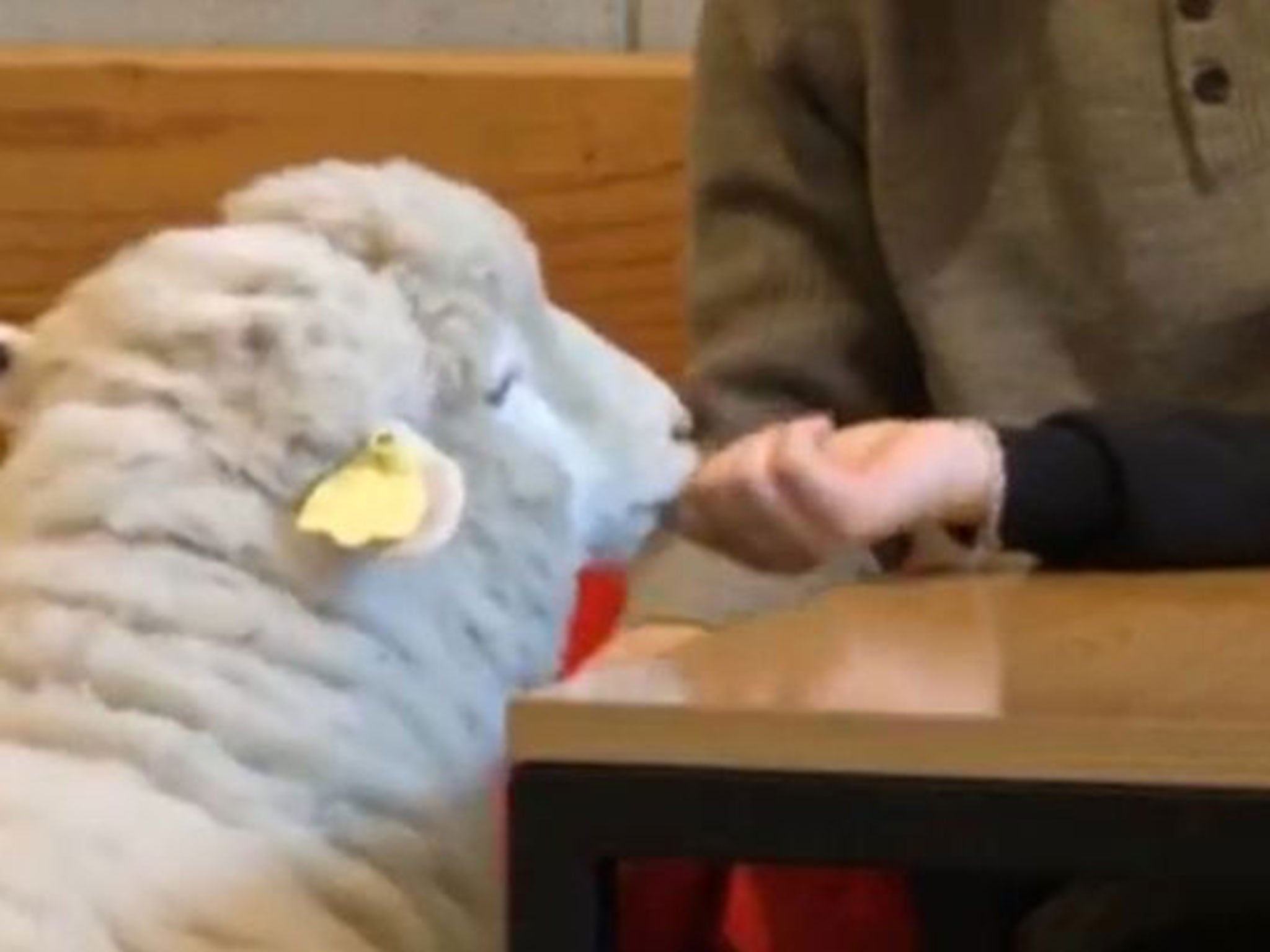 Customers feed sheep at Thanks to Nature Café