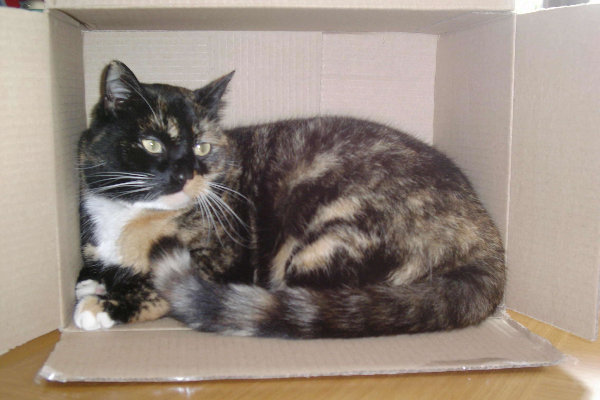 Scientists Crack A Great Mystery Why Do Cats Love Sleeping In Cardboard Boxes The Independent