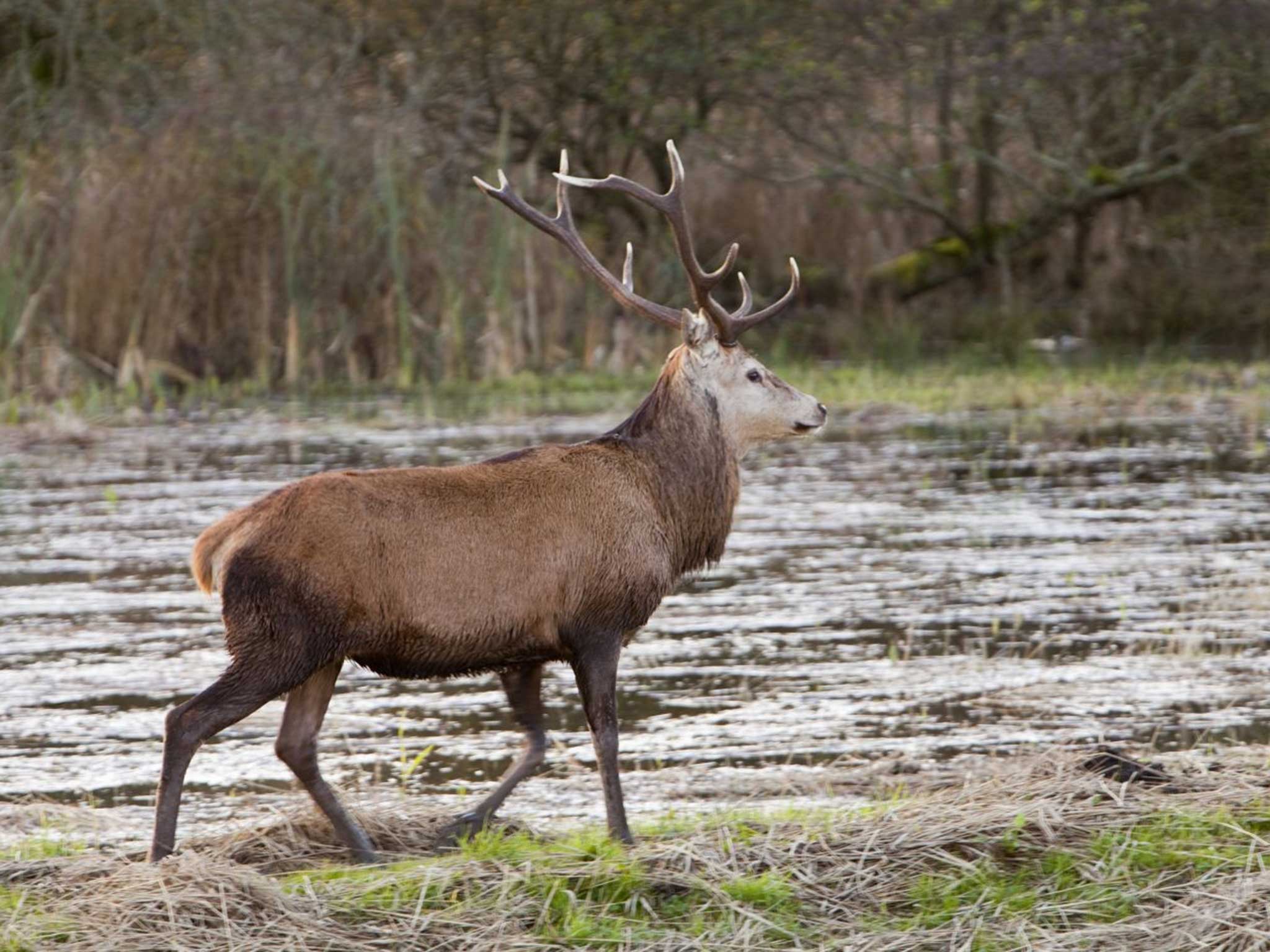 A red deer stag at Leighton Moss. The RSPB wants to cull eight to 10 animals