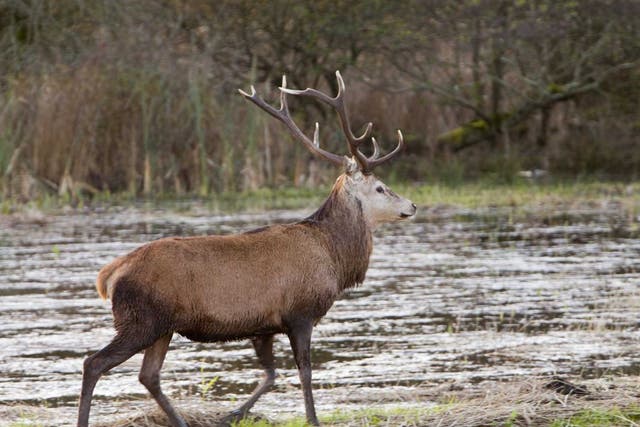 A red deer stag at Leighton Moss. The RSPB wants to cull eight to 10 animals 