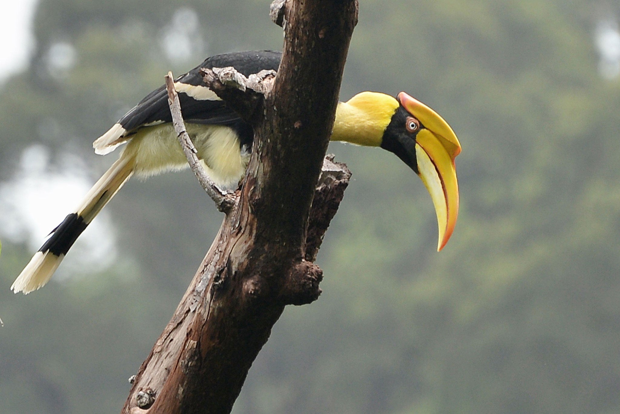 The huge, showy hornbills are astonishing to look at