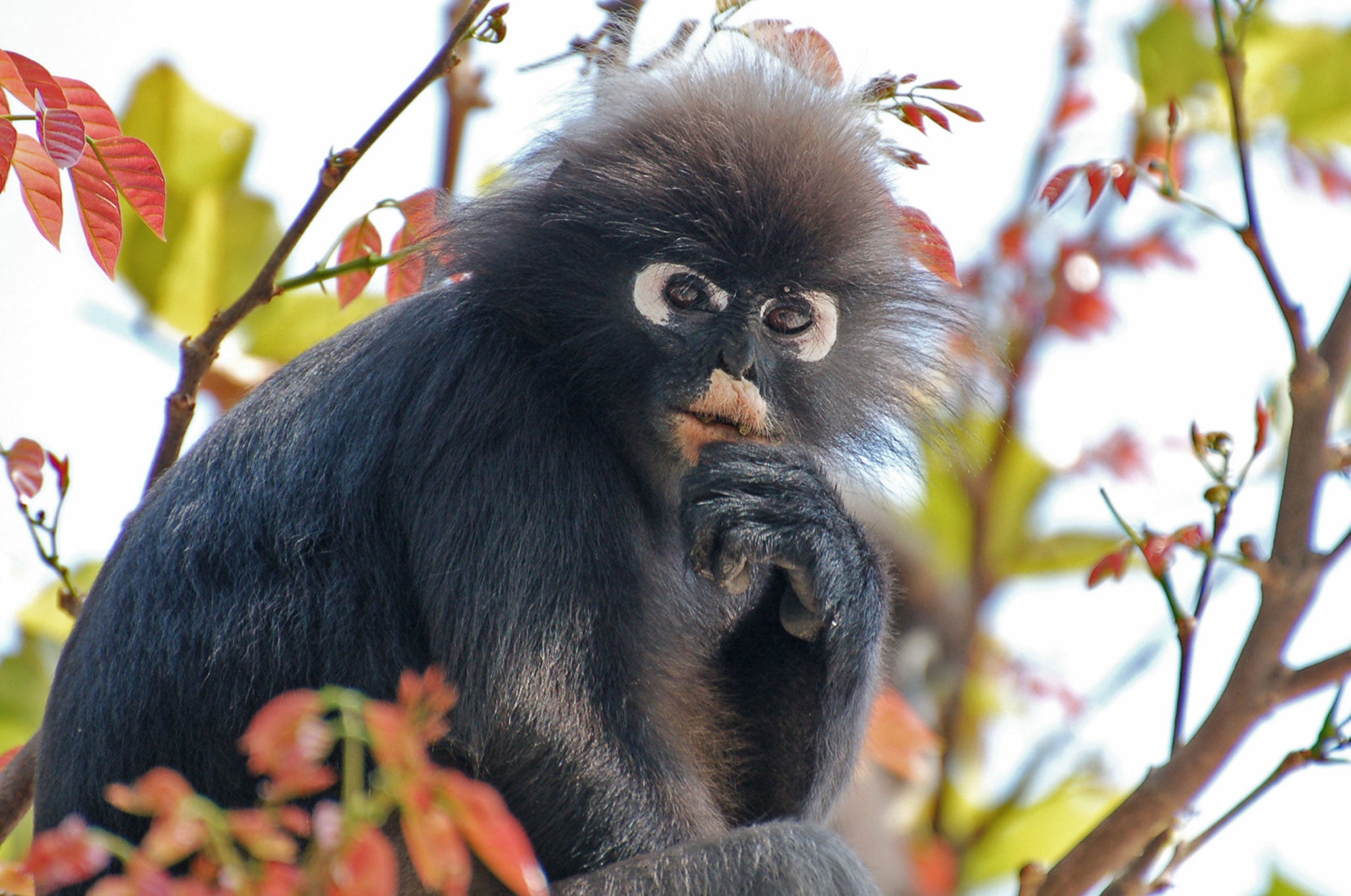 Monkey business: A dusky leaf langur in the trees