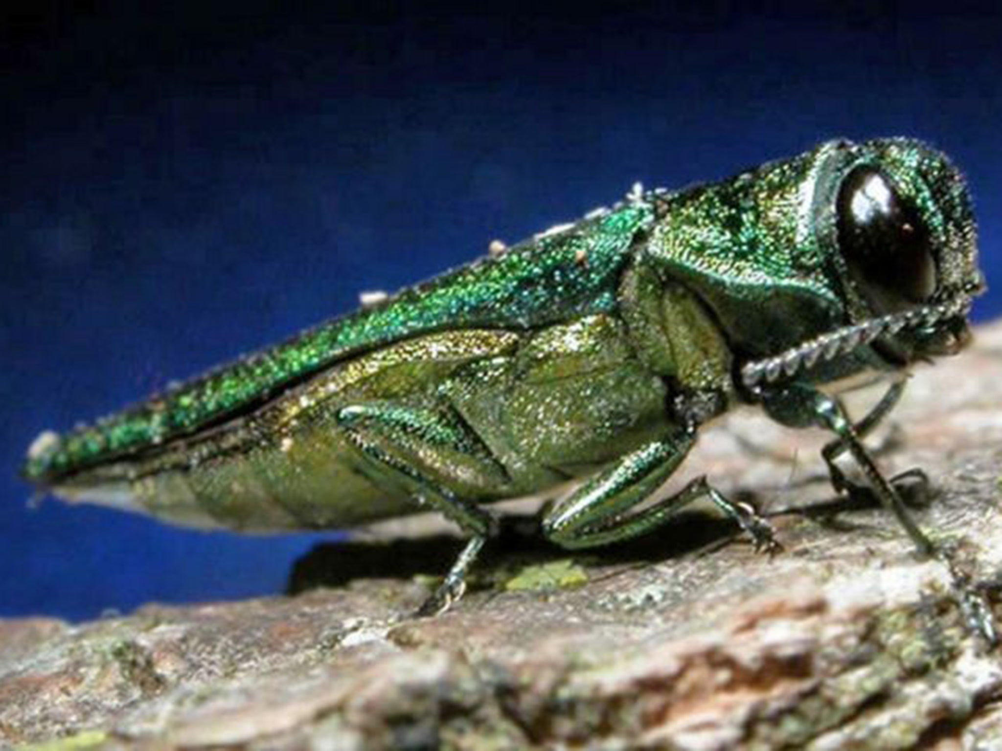 The Ash Borer is one of a number of highly destructive insects which pose a risk to trees