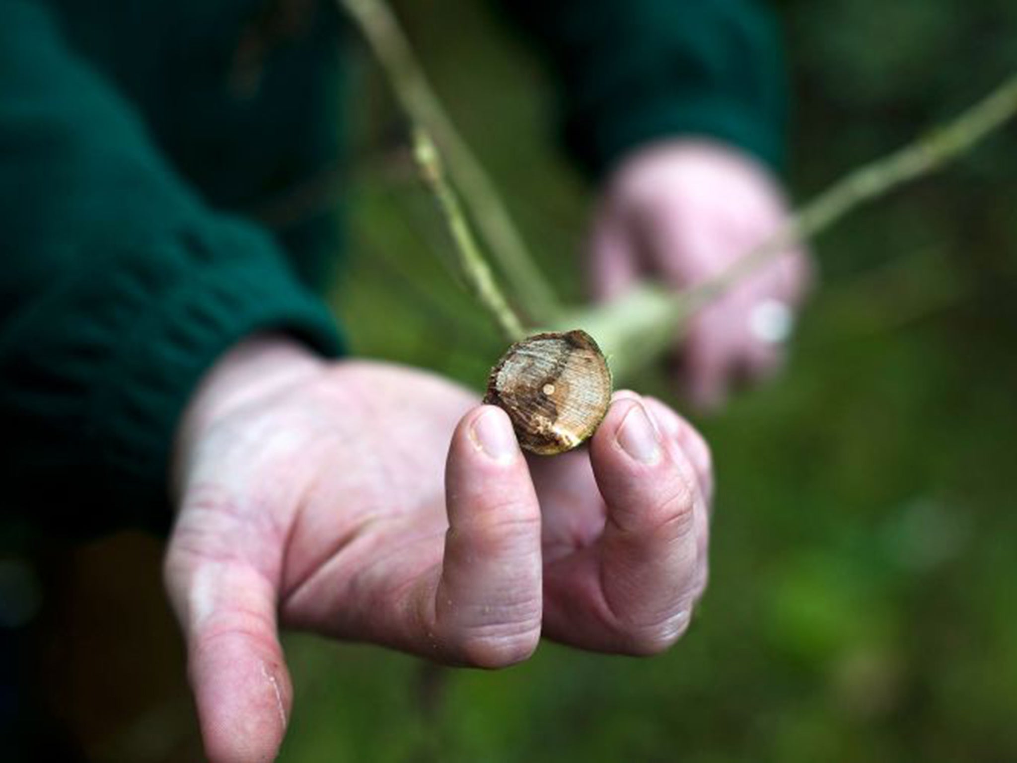 ‘Sentinel’ plants aim to prevent diseases such as ash dieback taking hold in the UK