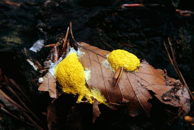 Slime mould responds to light and food, and the electrical signals this creates is translated into moving piano strings