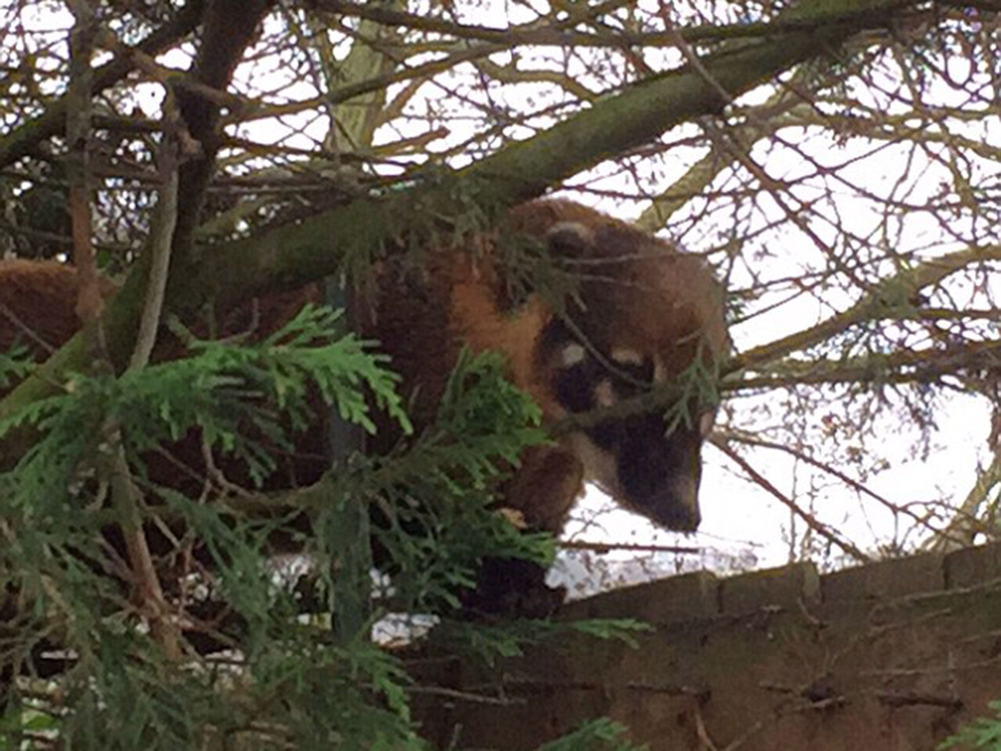 The Coati was spotted climbing a tree in Buckinghamshire