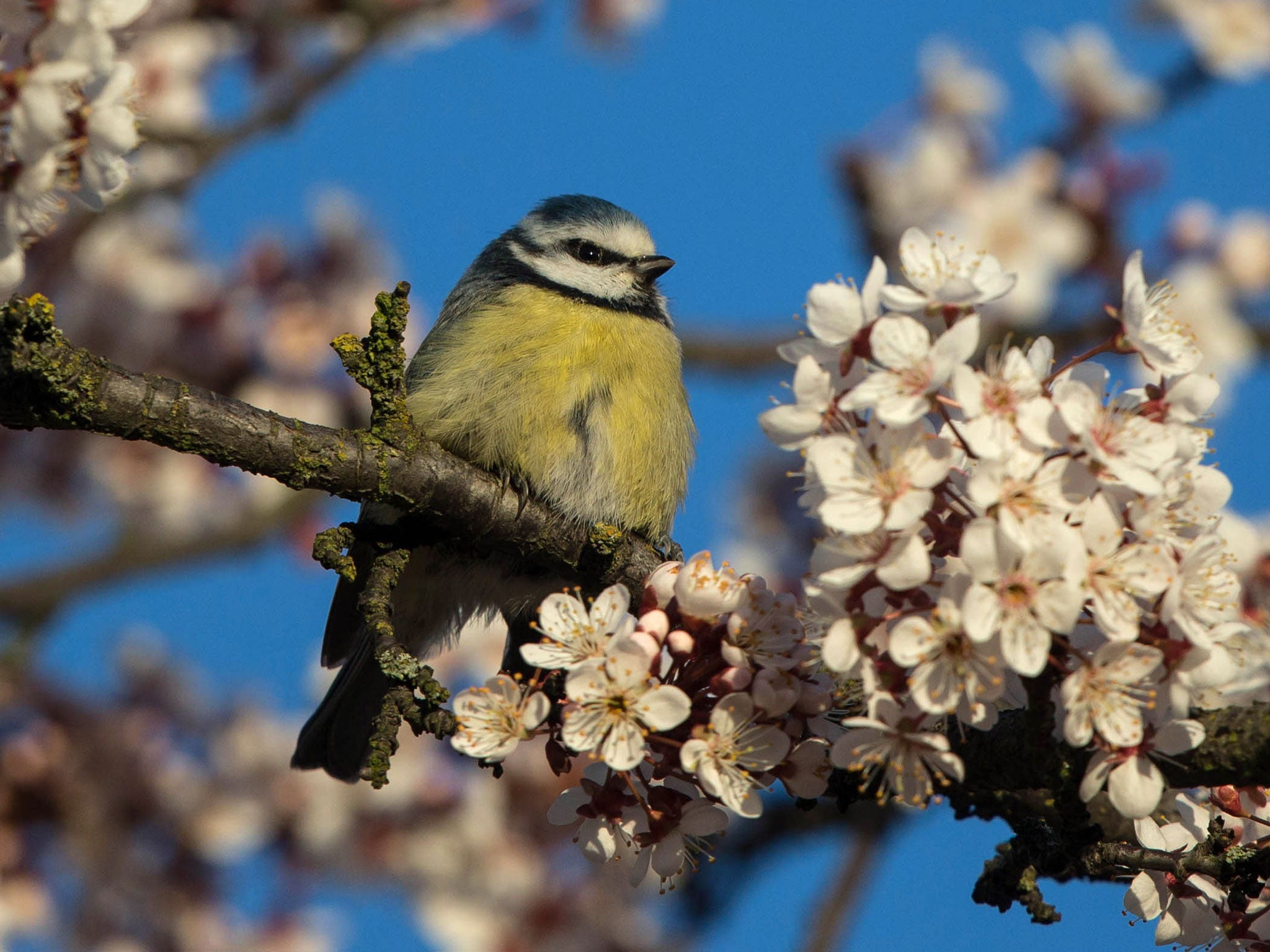 A Blue Tit sits in the lake amongst blossom in Forest Hill on March 7, 2014 in London, England.