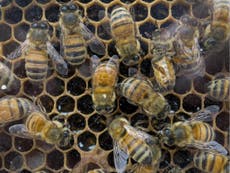 Bees 'suffer learning difficulties after ingesting pesciticides'