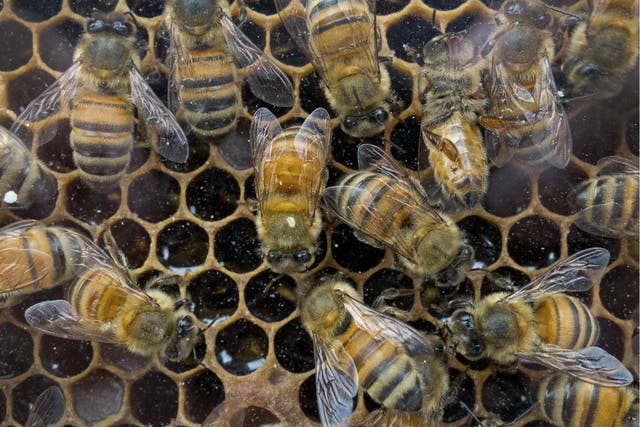 Researchers found that even very small quantities of pesticides had a significant effect on the mental capacities of honeybees