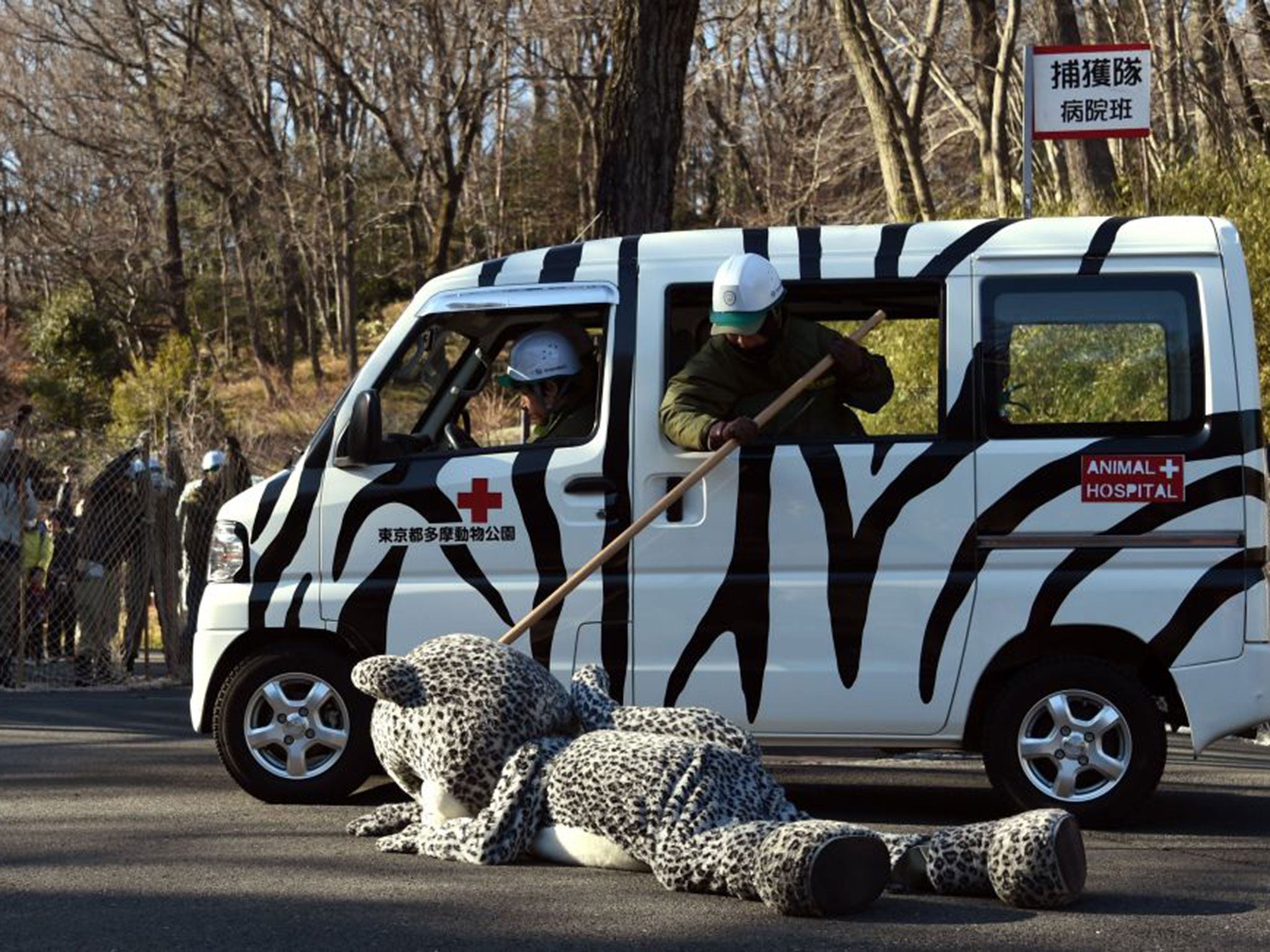 Zoo staff prod the head of the leopard to check it is sedated