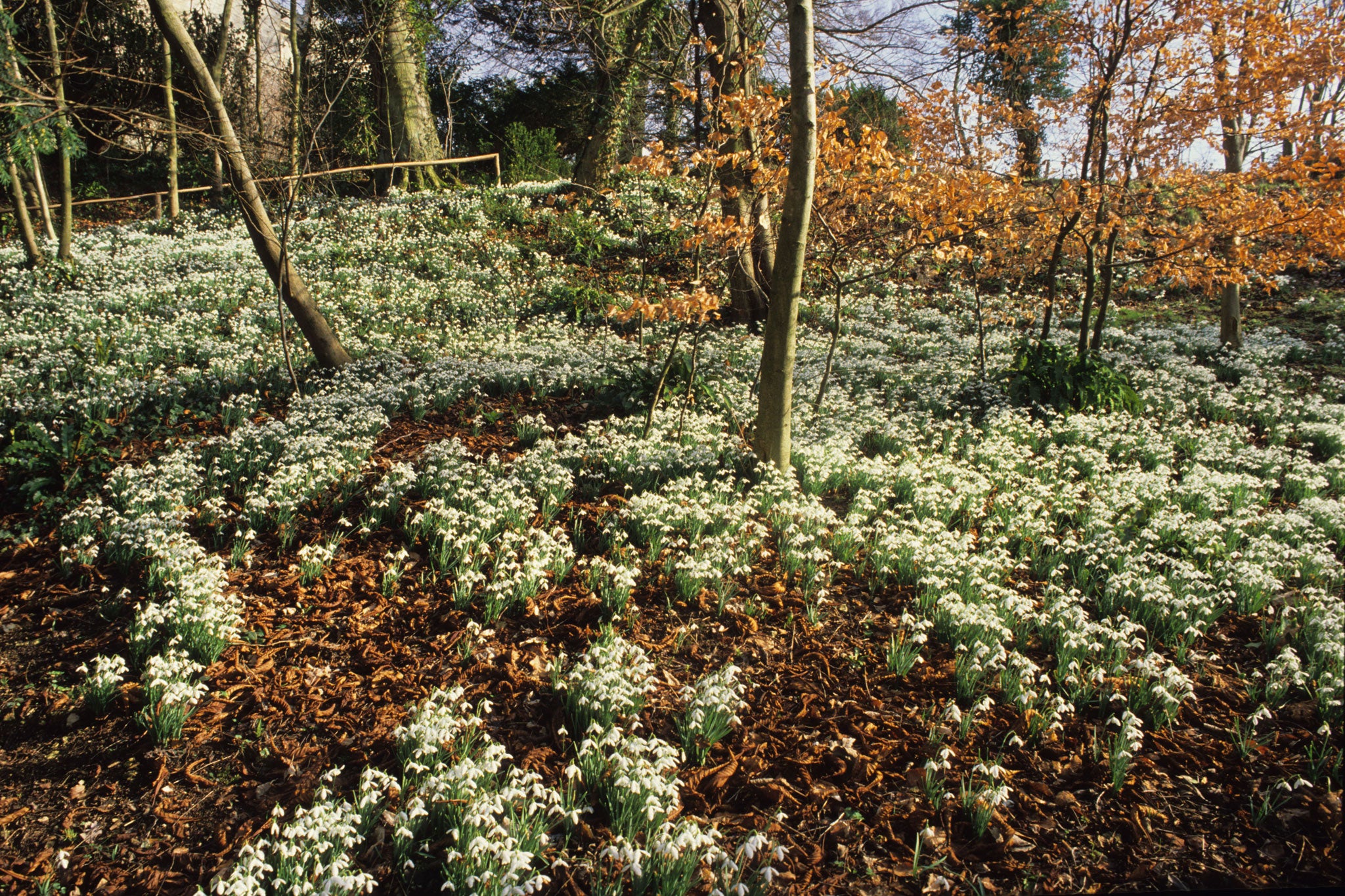 Handsome variety: A display of Galanthus 'Atkinsii'