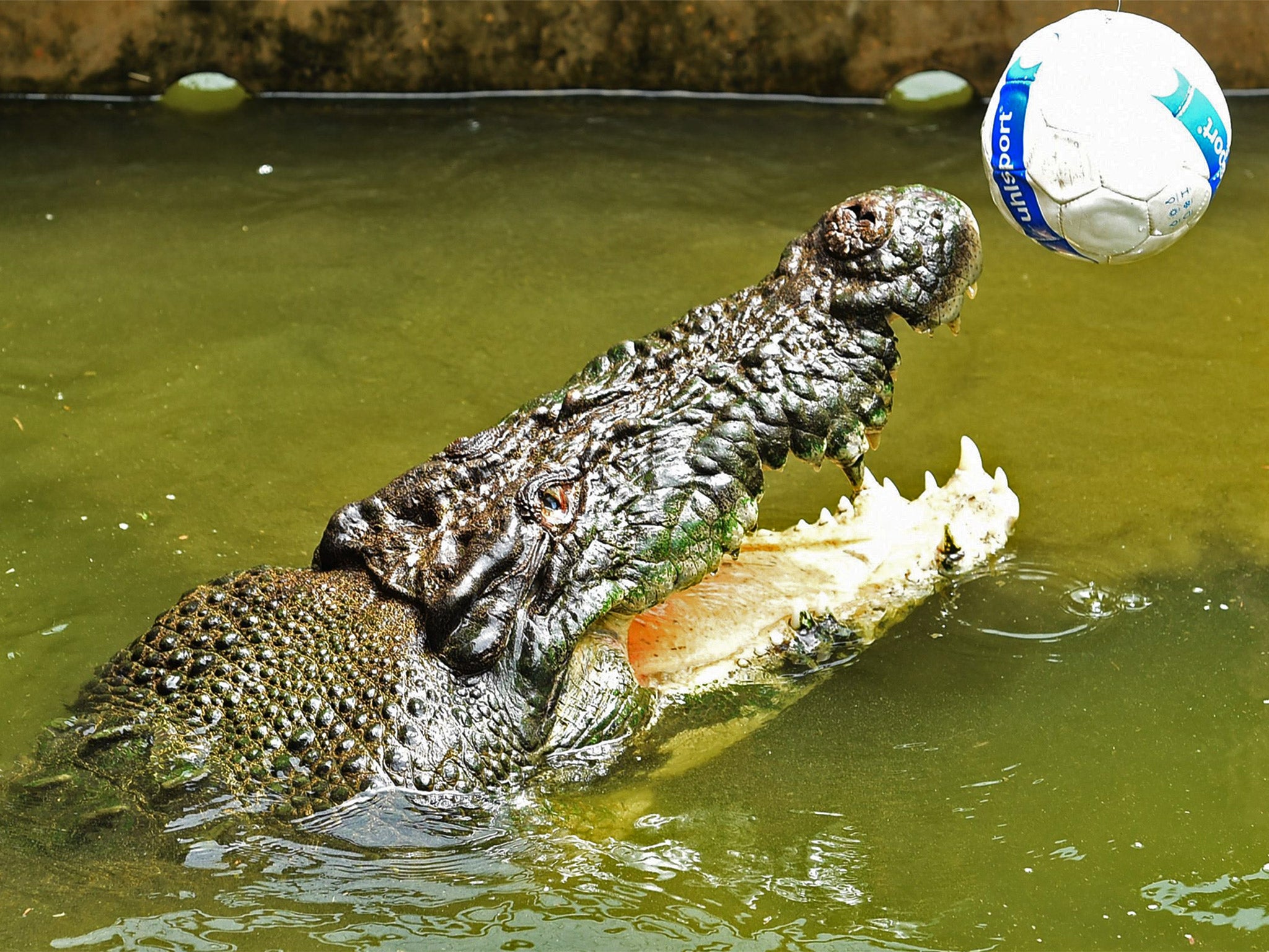 Crocodiles like to play with objects like balls