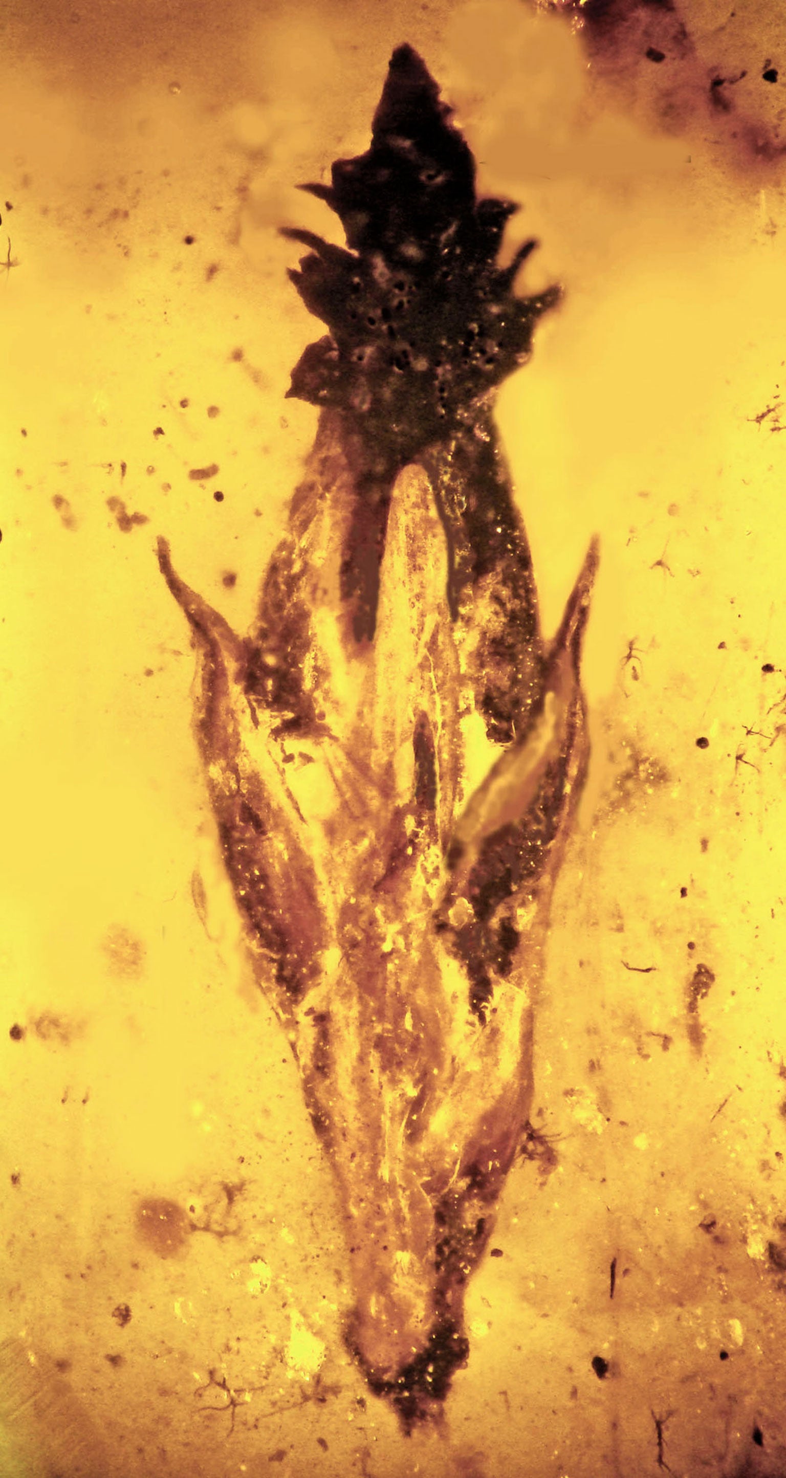 This grass spikelet from the middle Cretaceous is about 100 million years old, preserved in amber as the earliest fossil ever found of the evolution of grass, and covered on its tip by the parasite ergot