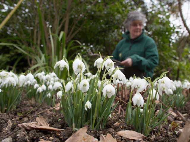 Snowdrops were first seen in December and the average flowering date of first sightings was 27 January