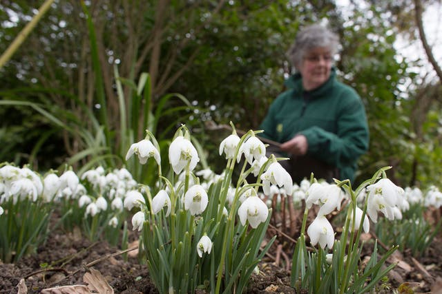 Snowdrops were first seen in December and the average flowering date of first sightings was 27 January