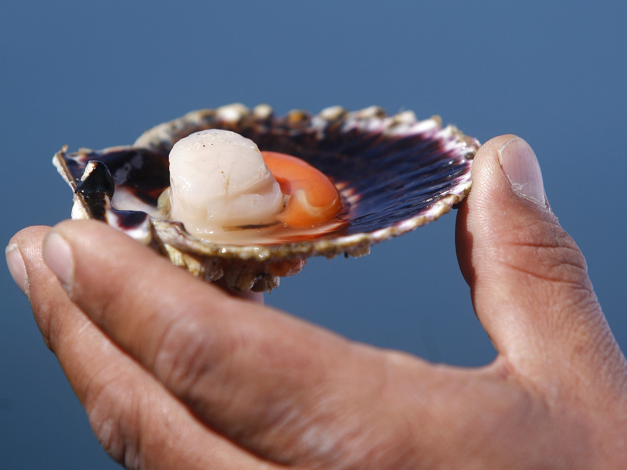 Flavour factor: scallops have ‘kokumi’ in abundance