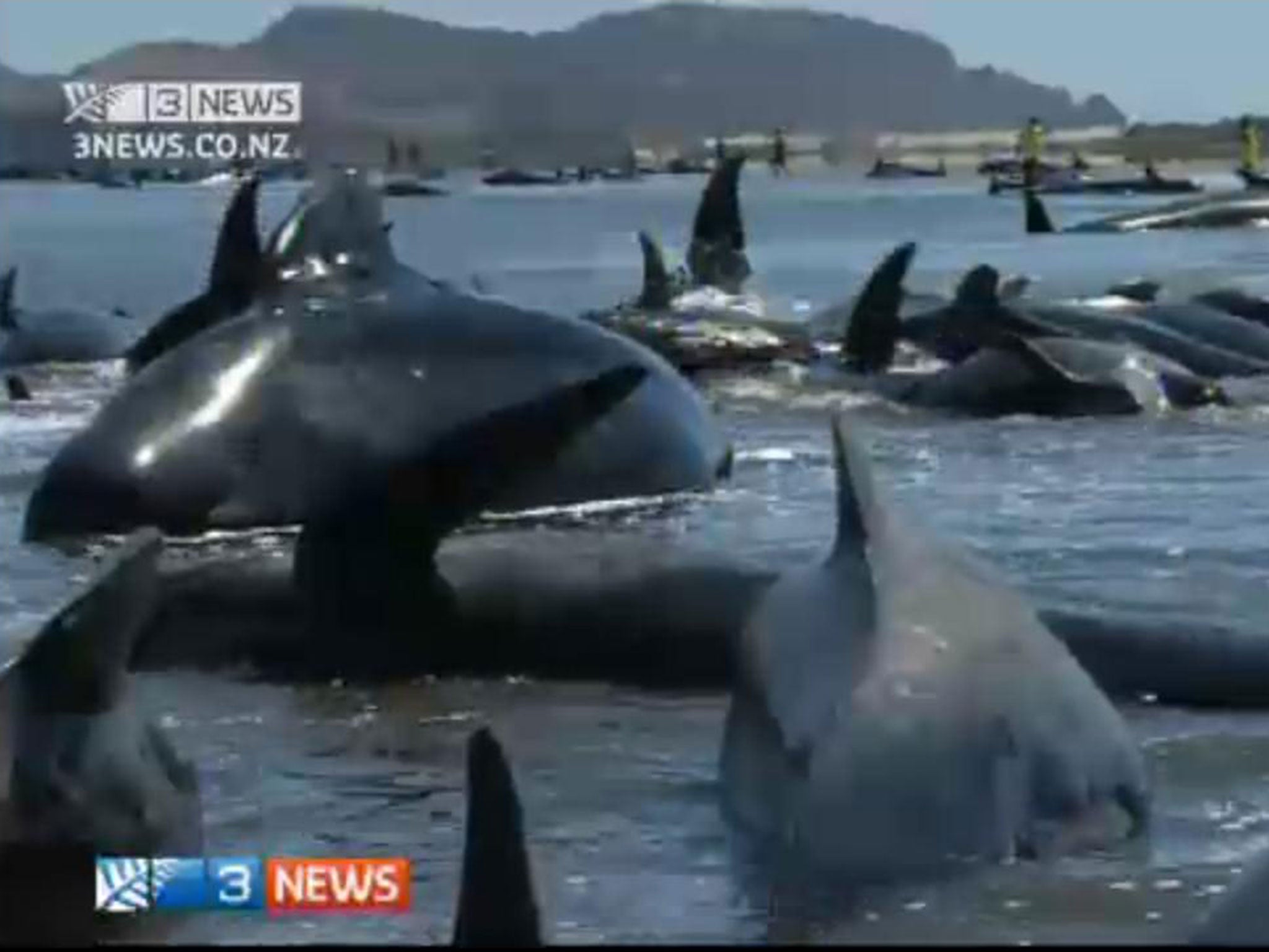 A pod of pilot whales stranded near Farewell Spit