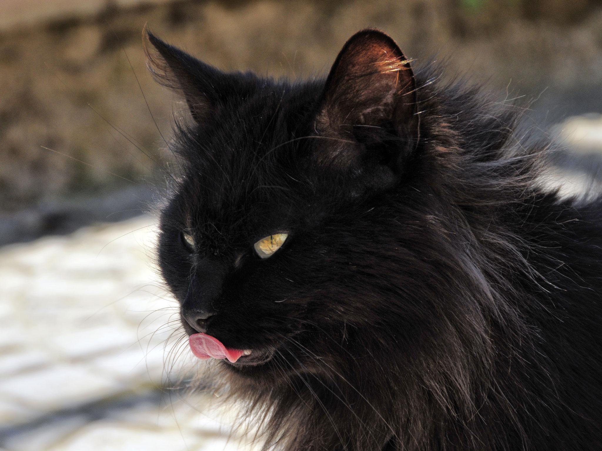 Selfies make black cats less popular, rescue centre owner ...