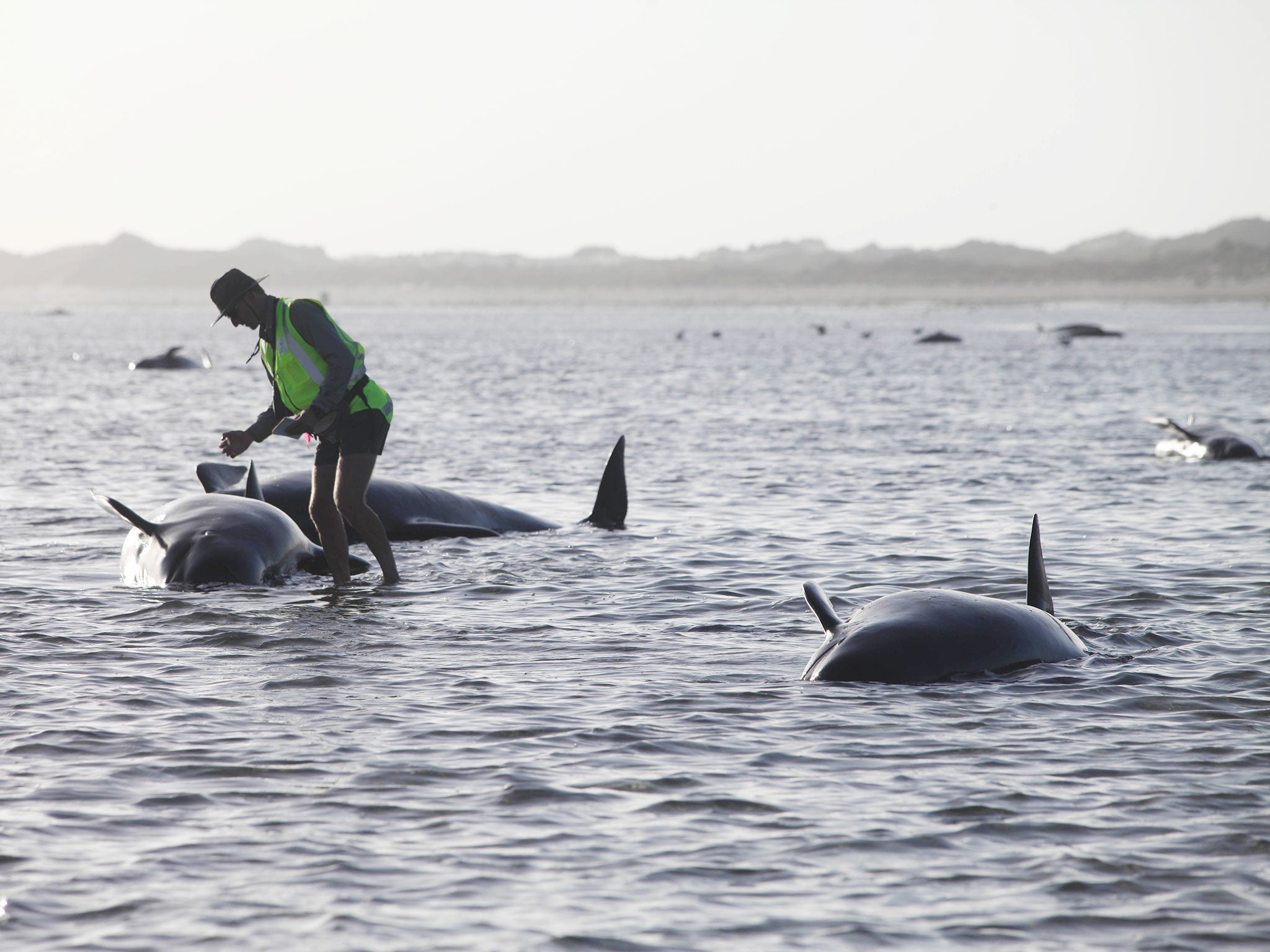 A Department of Conservation worker tends to a whale stranded on Farewell Spit, a famous spot for whale beachings, in Golden Bay on New Zealand's South Island. Nearly 200 pilot whales stranded themselves on New Zealand's South Island, with hordes of rescu