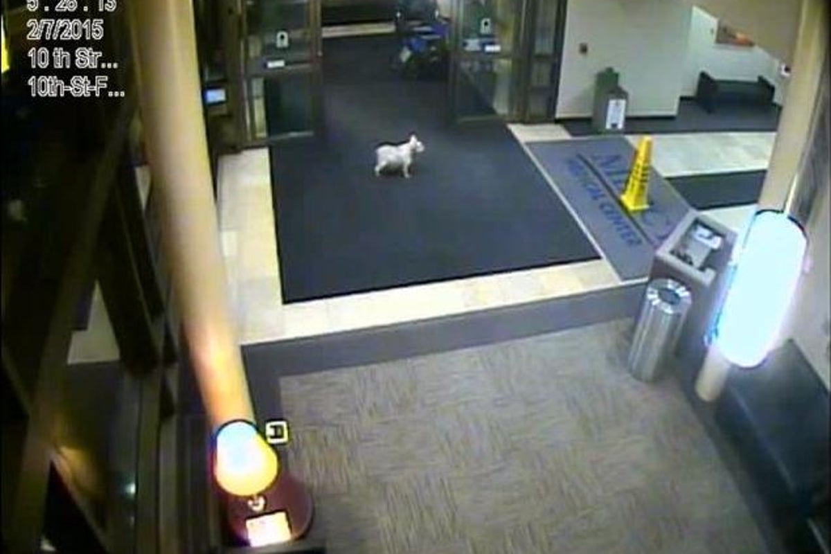 Dog walks nearly 20 blocks to see owner in hospital | The Independent ...