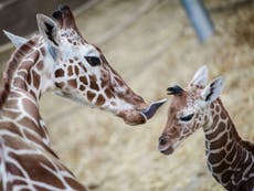 Blackpool Zoo tries to dissuade man from buying a pet giraffe