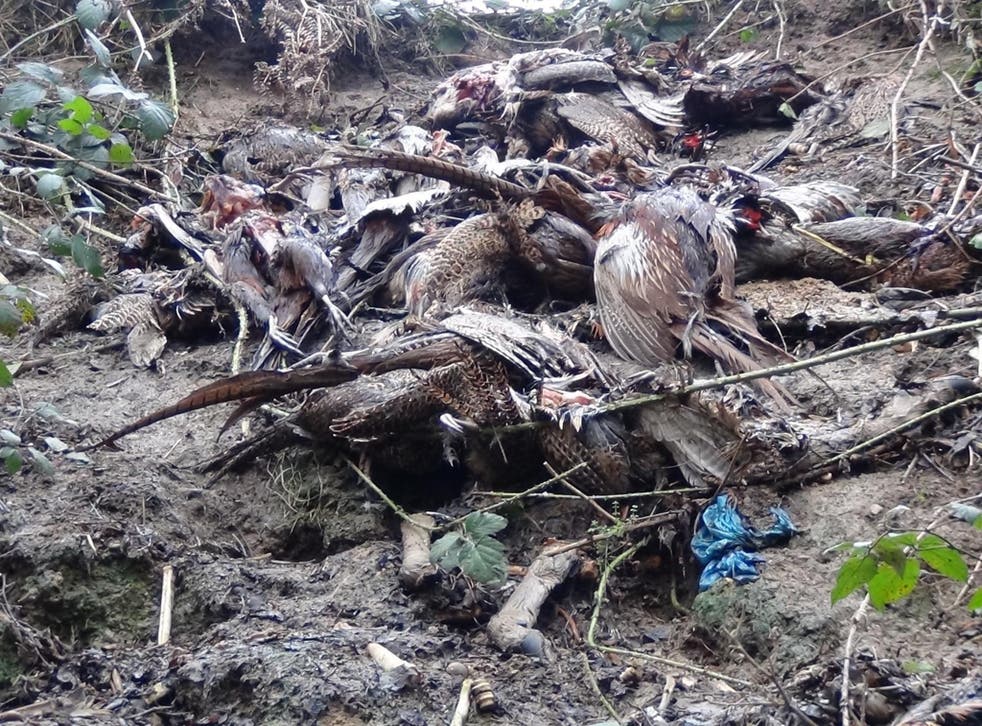 Dumped: the League Against Cruel Sports said the dumping of pheasants, left, ‘comes as no surprise’