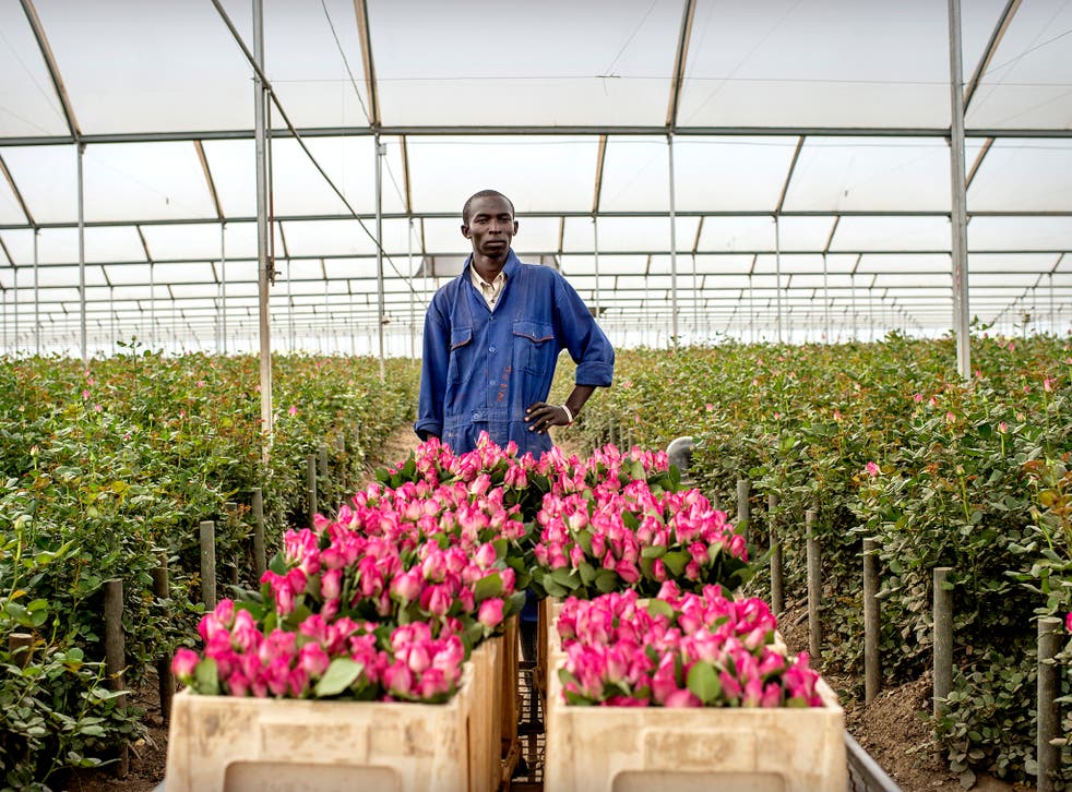 A man farms roses in Kenya