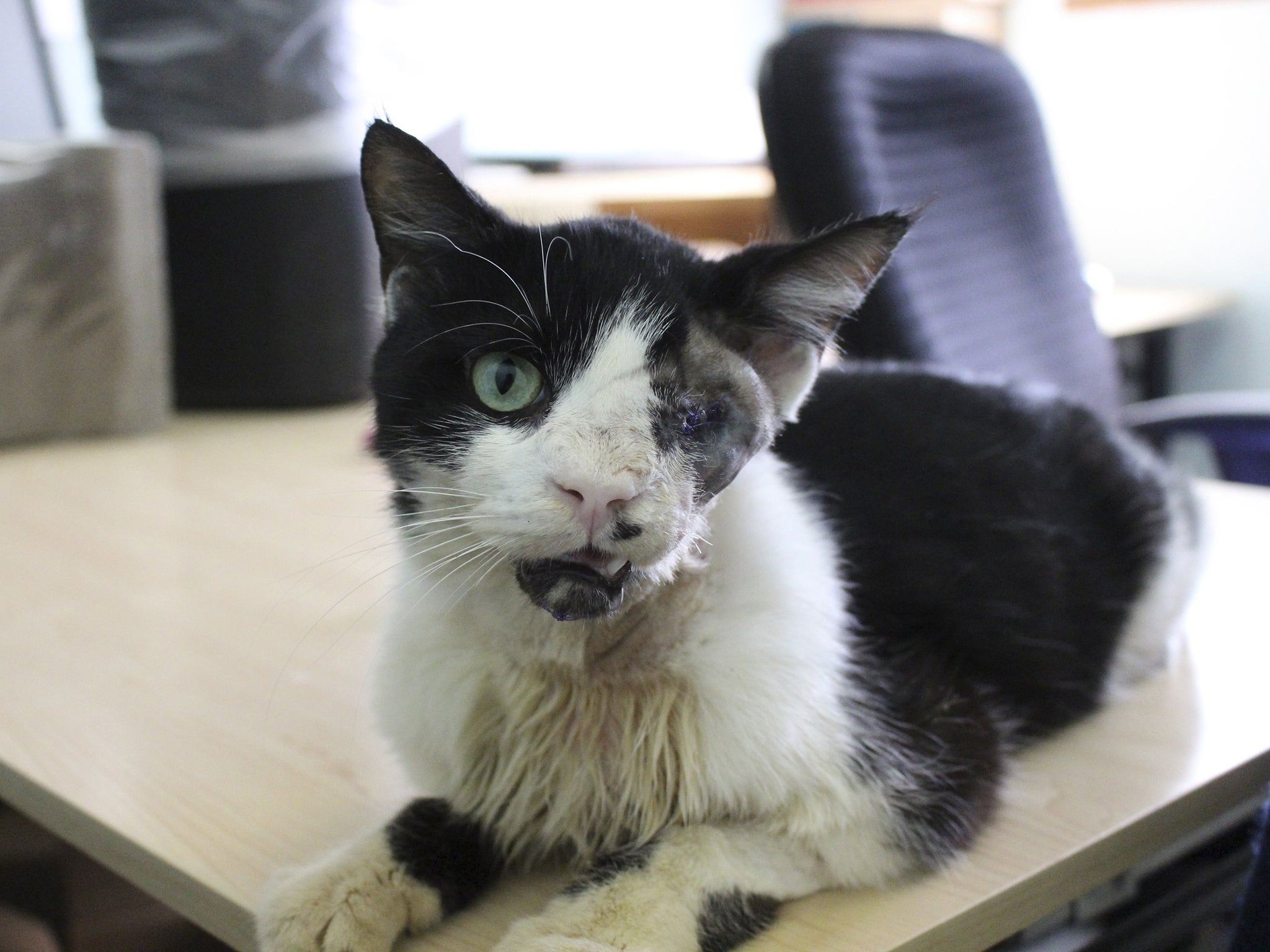 Ugly custody battle for Bart the 'zombie' cat that rose from the grave