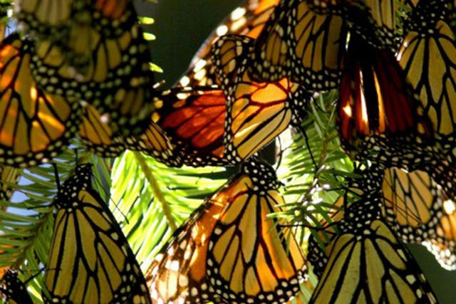 The Monarch Butterfly makes a yearly 4,500 km migration journey from Canada's Great Lakes region to the Mexican states of Mexico and Michoacan