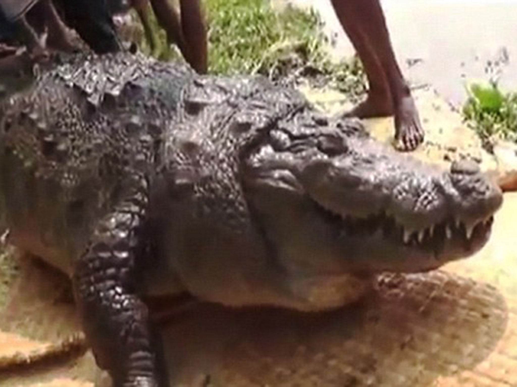 The crocodile was pulled out of the pool by staff at the shrine after they spotted it floating upside down