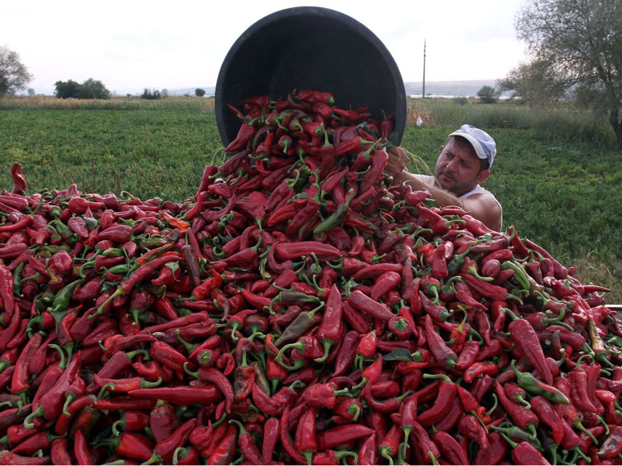 Paprika Farm