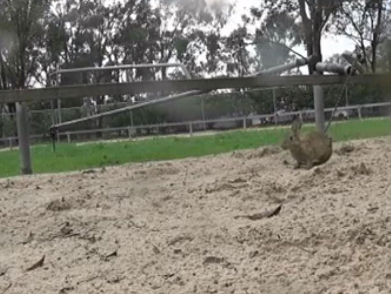 Footage of a rabbit used in illegal greyhound baiting in Australia